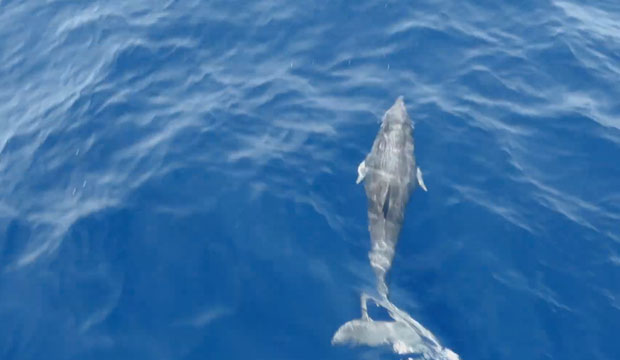 Delfini_B620x360.jpg