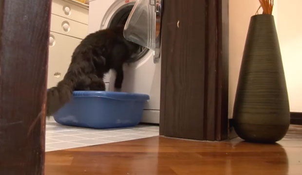 Gatto_matto620x360.jpg