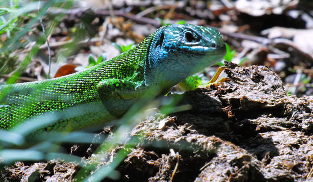 Ramarro620x360.jpg