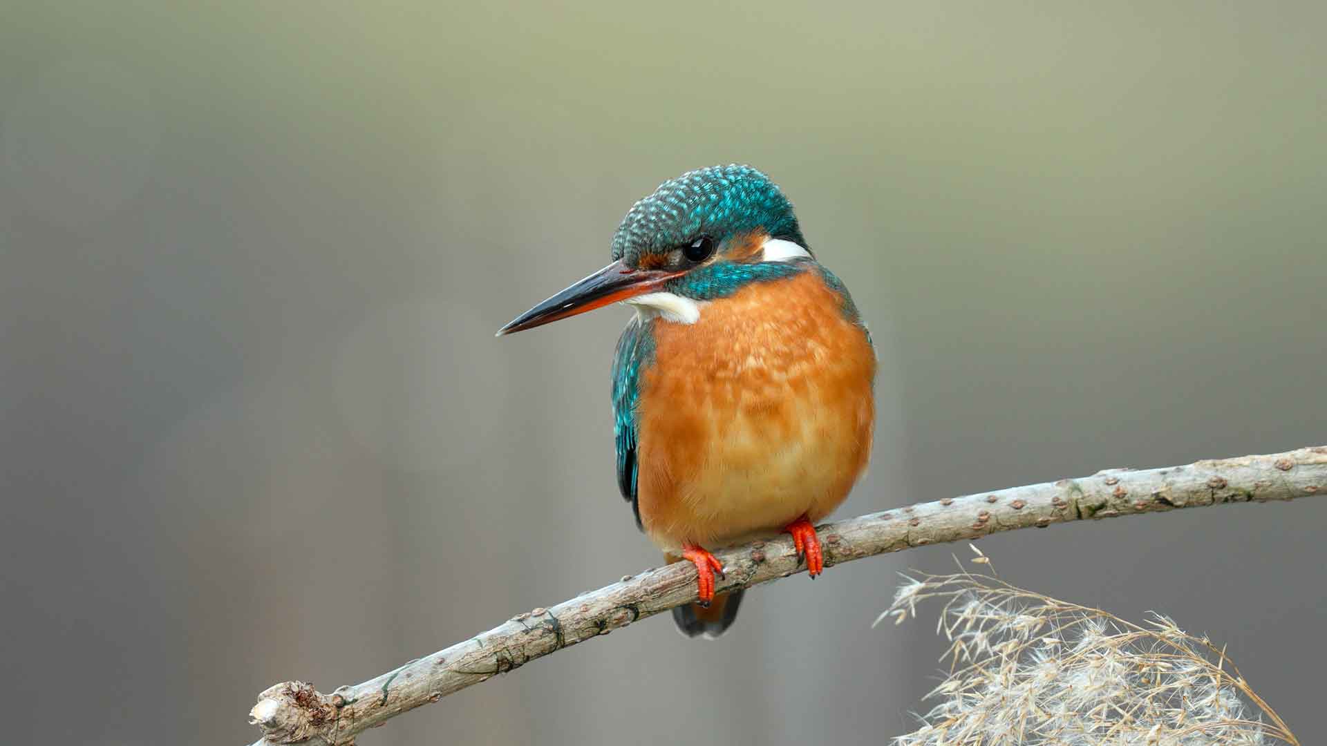 Image martin pescatore