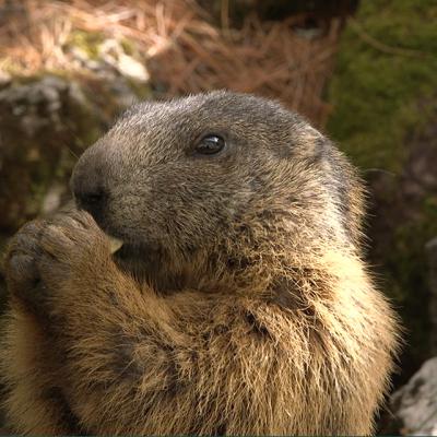 1140x641marmotta2